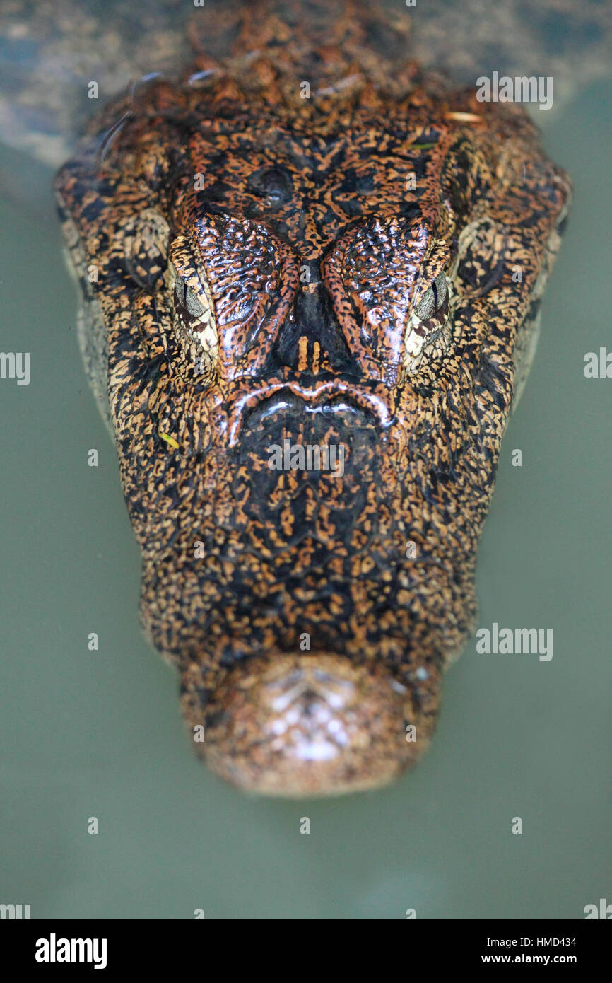 Brillentragende Kaiman (Caiman Crocodilus) in natürlichen Regenwald Kanal, Nationalpark Tortuguero, Costa Rica. Stockfoto