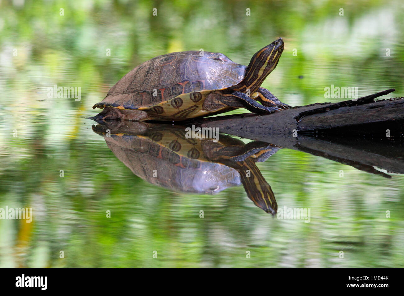 Orange-eared Slider Schildkröte (Chrysemys Ornata) sonnen sich am natürlichen Regenwald-Kanal. Nationalpark Tortuguero, Costa Rica. Stockfoto