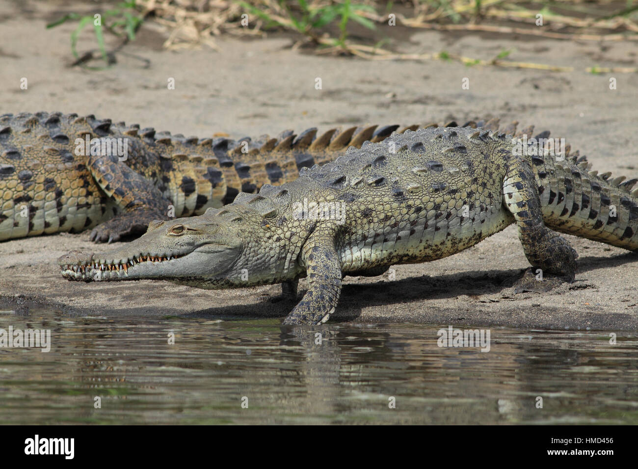 Amerikanisches Krokodil (Crocodylus Acutus) zu Fuß in Fluss abkühlen.  River Tempisque, Guanacaste, Costa Rica. Stockfoto