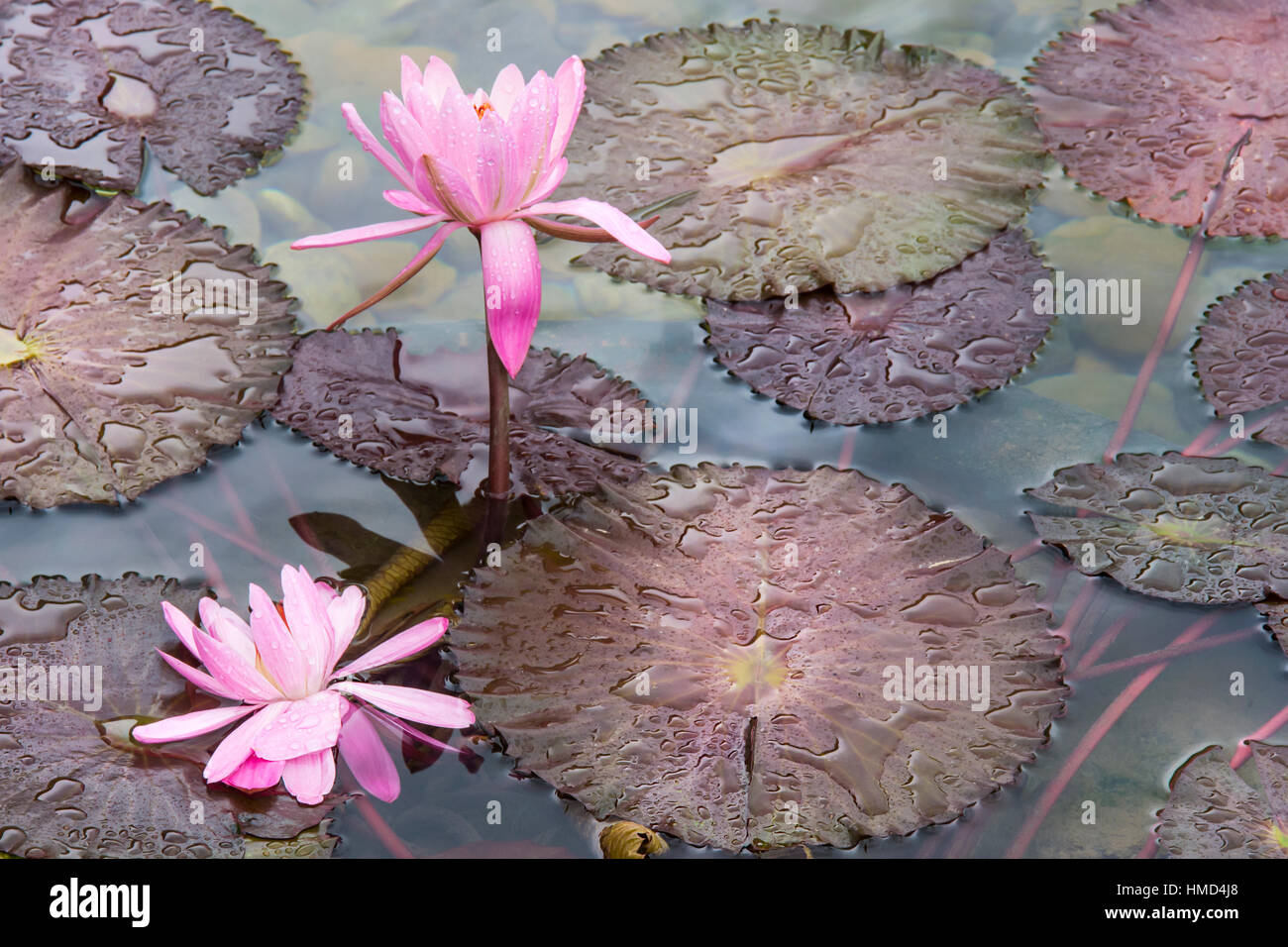 Seerose Blumen in einem Teich Stockfoto Seerose Blumen in einem Teich Stockfoto