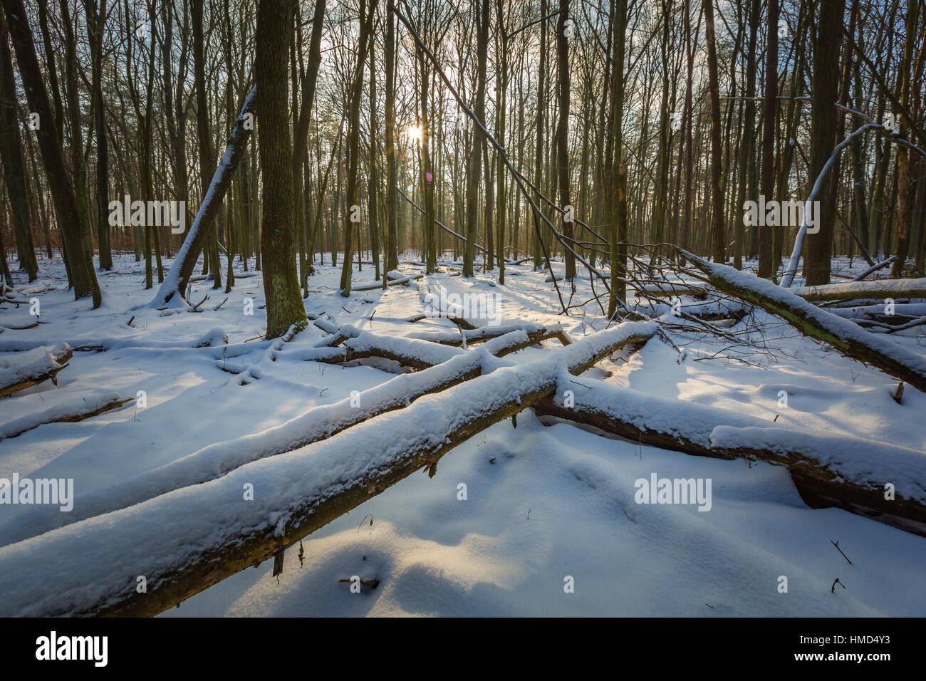 Polnische Winterwald. Schöne verschneite Waldlandschaft in Polen. Stockfoto