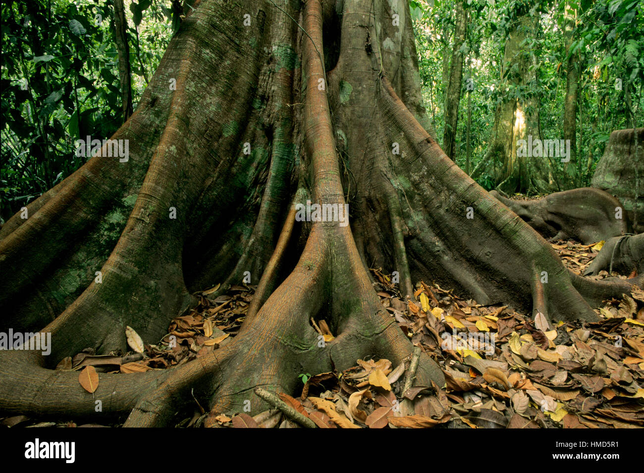 Wurzeln im Regenwald im Corcovado Nationalpark, Osa Halbinsel, Costa Rica zu stützen. Stockfoto