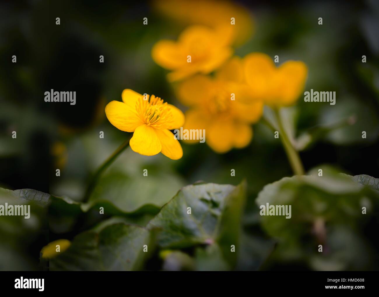 Wilden gelben Ringelblumen wachsen und blühen im Frühling Feuchtgebiete. Stockfoto