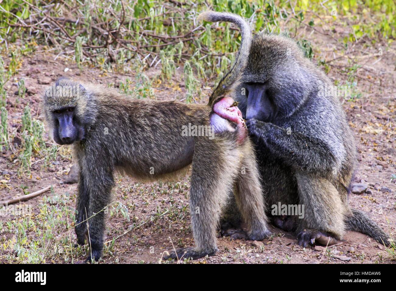 Papio Hamadryas Baboon Monkeys. Primata Baboon Monkey Paarend Rituals Natural Behavior. Serengeti Nationalpark Tierschutzgebiet Safari Tansania Afrika Stockfoto