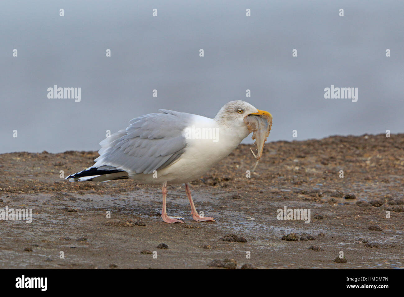 Erwachsene schlucken Plattfisch Silbermöwe Stockfoto