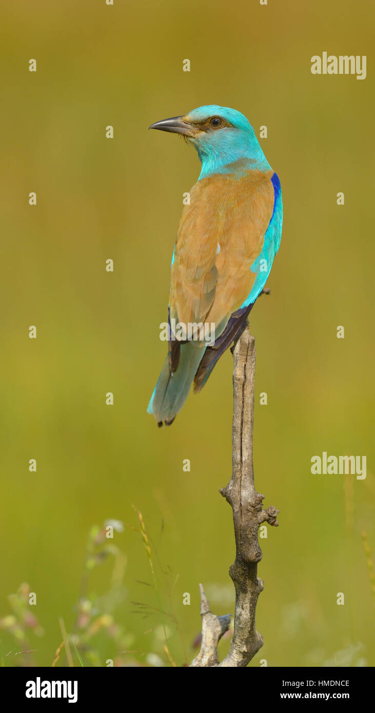 Walze (Coracias Garrulus) auf Barsch, Nationalpark Kiskunság, Ungarn Stockfoto