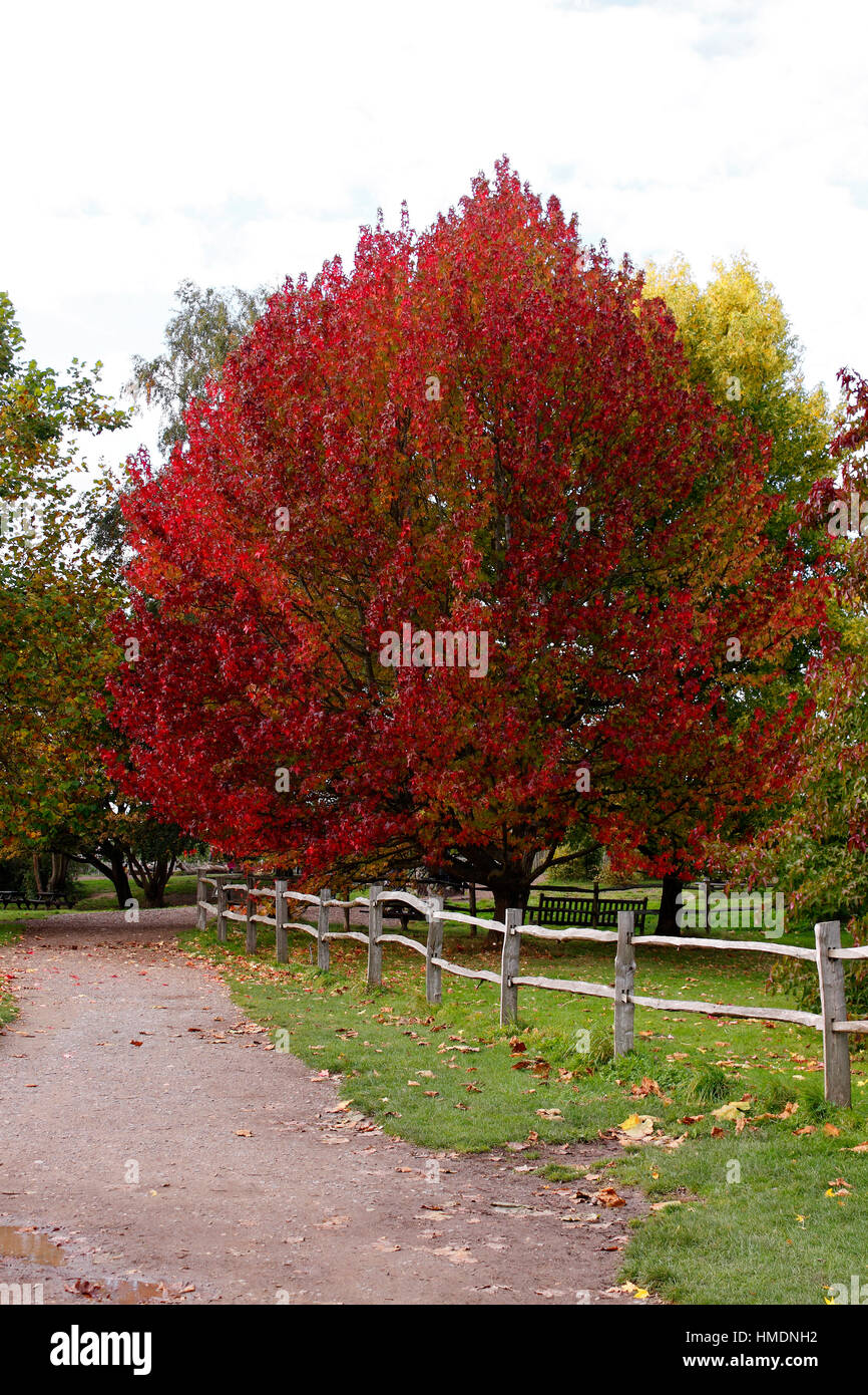 Liquidamber Styraciflua Herbst Stockfotos und bilder Kaufen Alamy