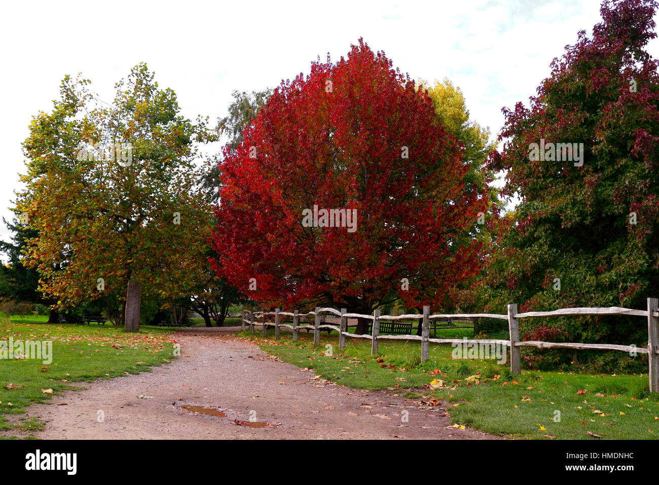 Liquidamber styraciflua herbst Fotos und Bildmaterial in hoher