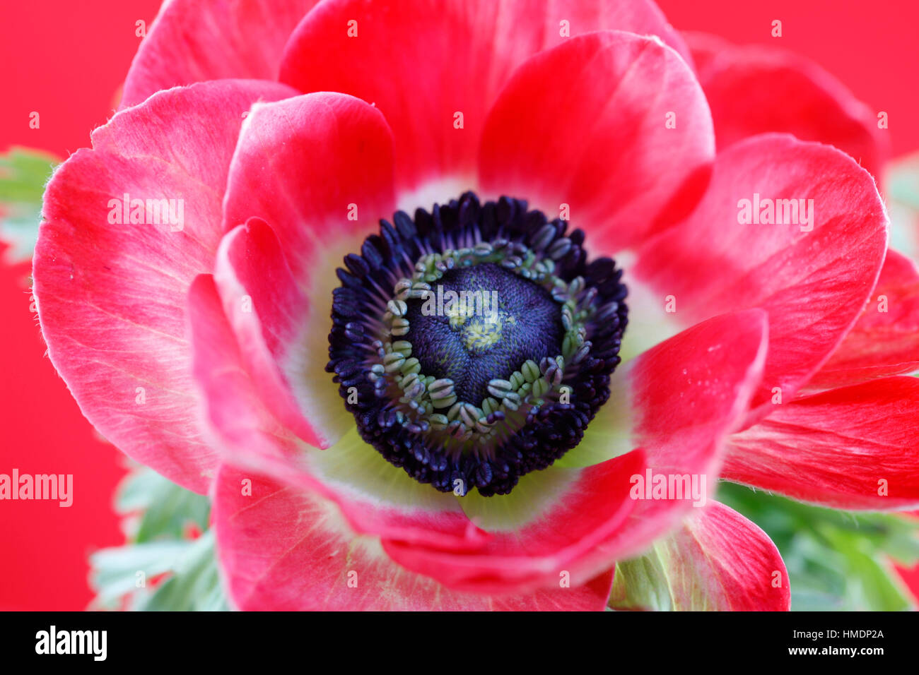 Zentrum der rote Anemone Blumenstilleben - frisch und zeitgemäß Jane Ann Butler Fotografie JABP1807 hautnah Stockfoto
