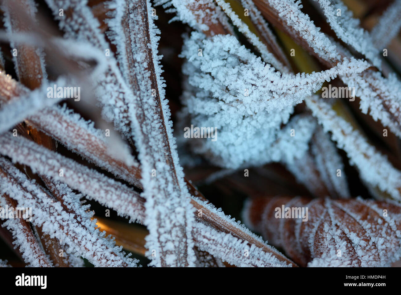der Beginn des Winters, Kälte und morgen frost Jane Ann Butler Fotografie JABP1810 Stockfoto