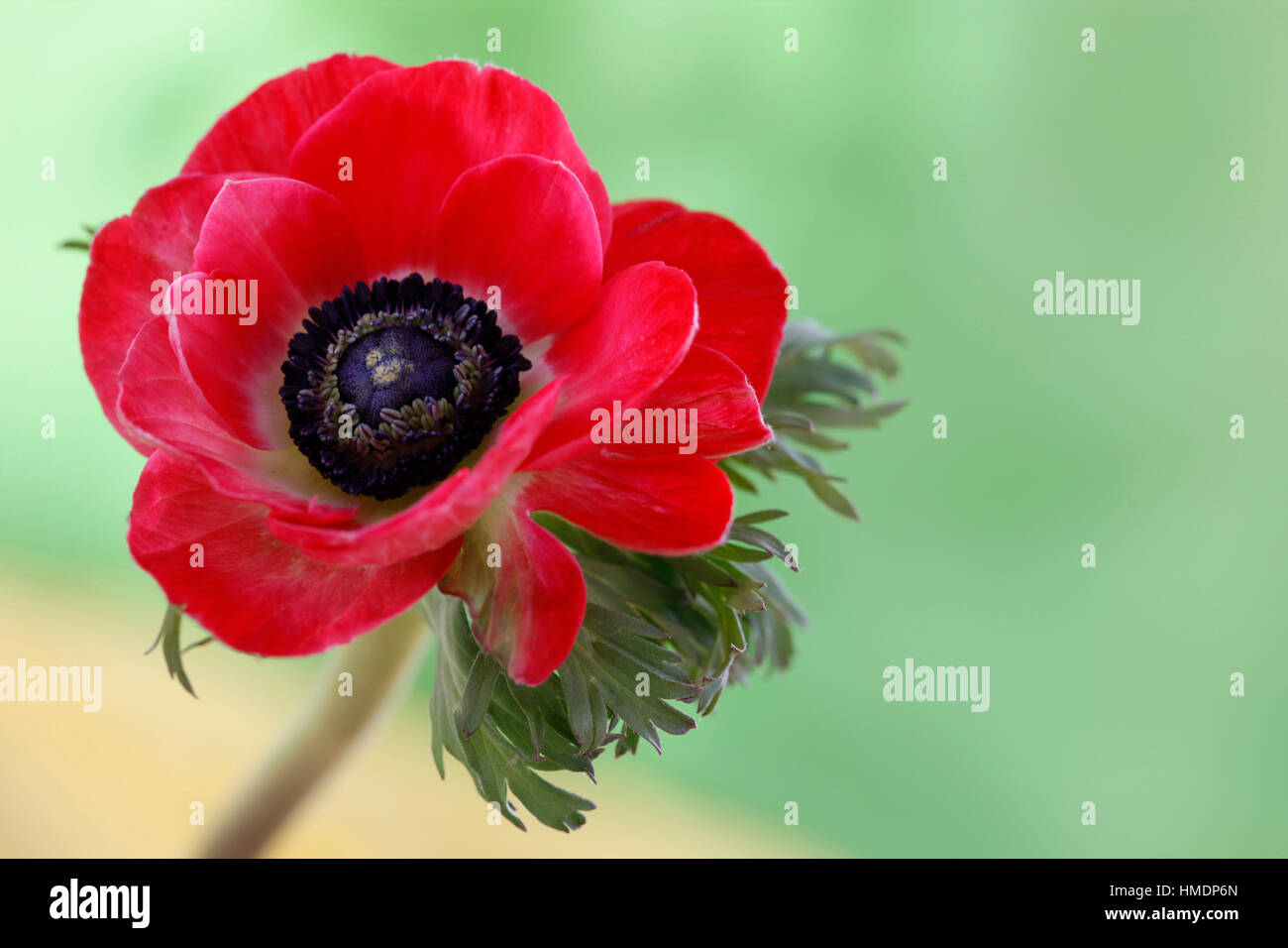 eine einzelne rote Anemonenblume auf grüne Stilleben - zerbrechliche Schönheit in der Sprache der Blumen Jane Ann Butler Fotografie JABP1806 Stockfoto