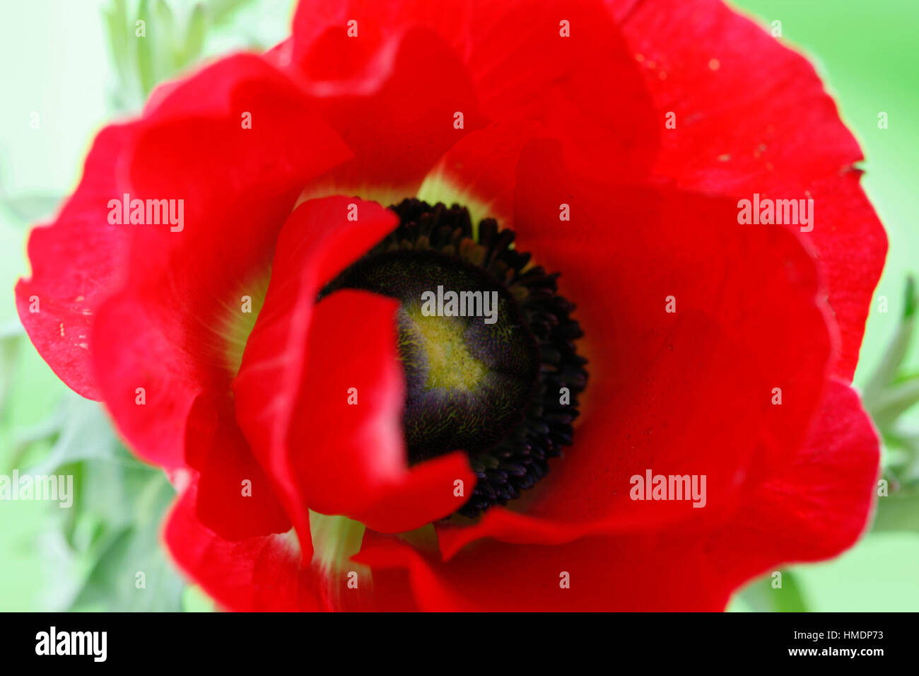eine einzelne rote Anemonenblume auf weißen Stillleben - frisch und zeitgemäß Jane Ann Butler Fotografie JABP1802 Stockfoto