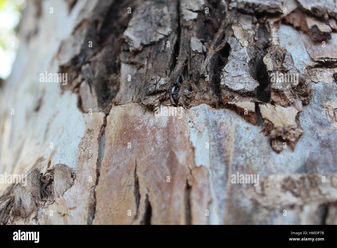 Rinde eines Baumes Stockfoto