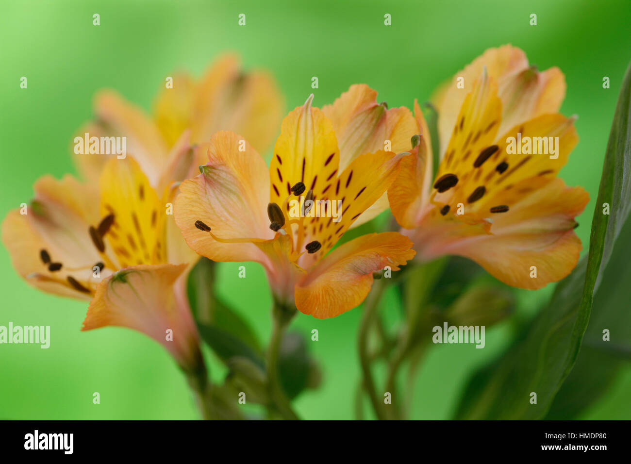 elegante gelbe Alstroemeria Blüten - Freundschaft und Hingabe in der Sprache der Blumen Jane Ann Butler Fotografie JABP1803 Stockfoto