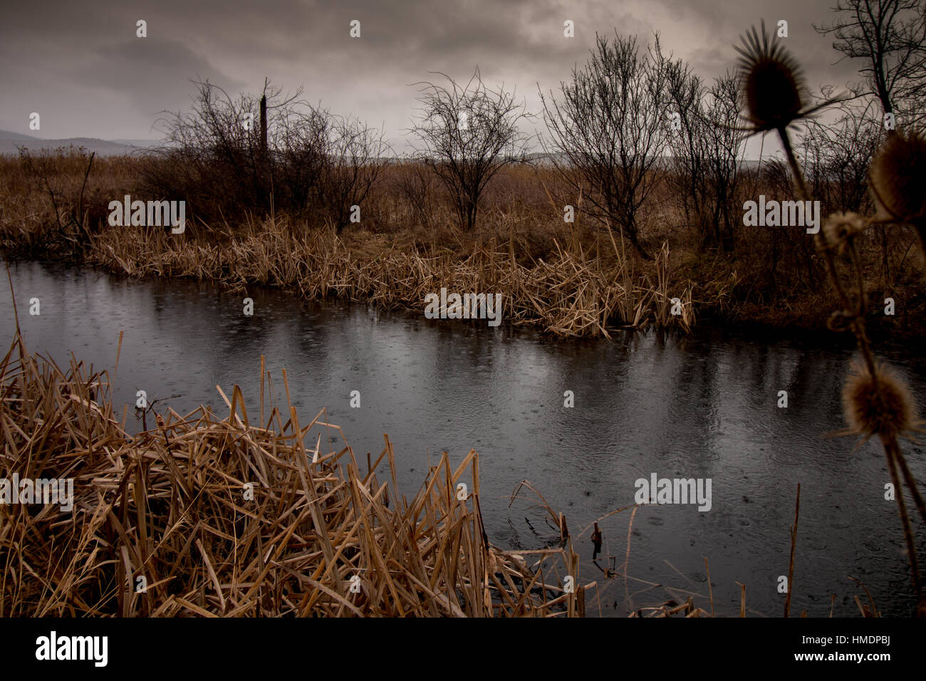 In der Dragoman Sumpf an einem windigen, regnerischen Tag Stockfoto