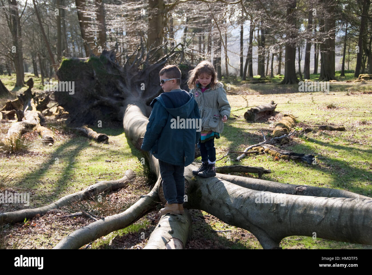 Derbyshire, UK - April 04: Kinder spielen auf einem gefallenen Baumstamm am 18. April bei Longshaw Estate, Peak District, UK Stockfoto