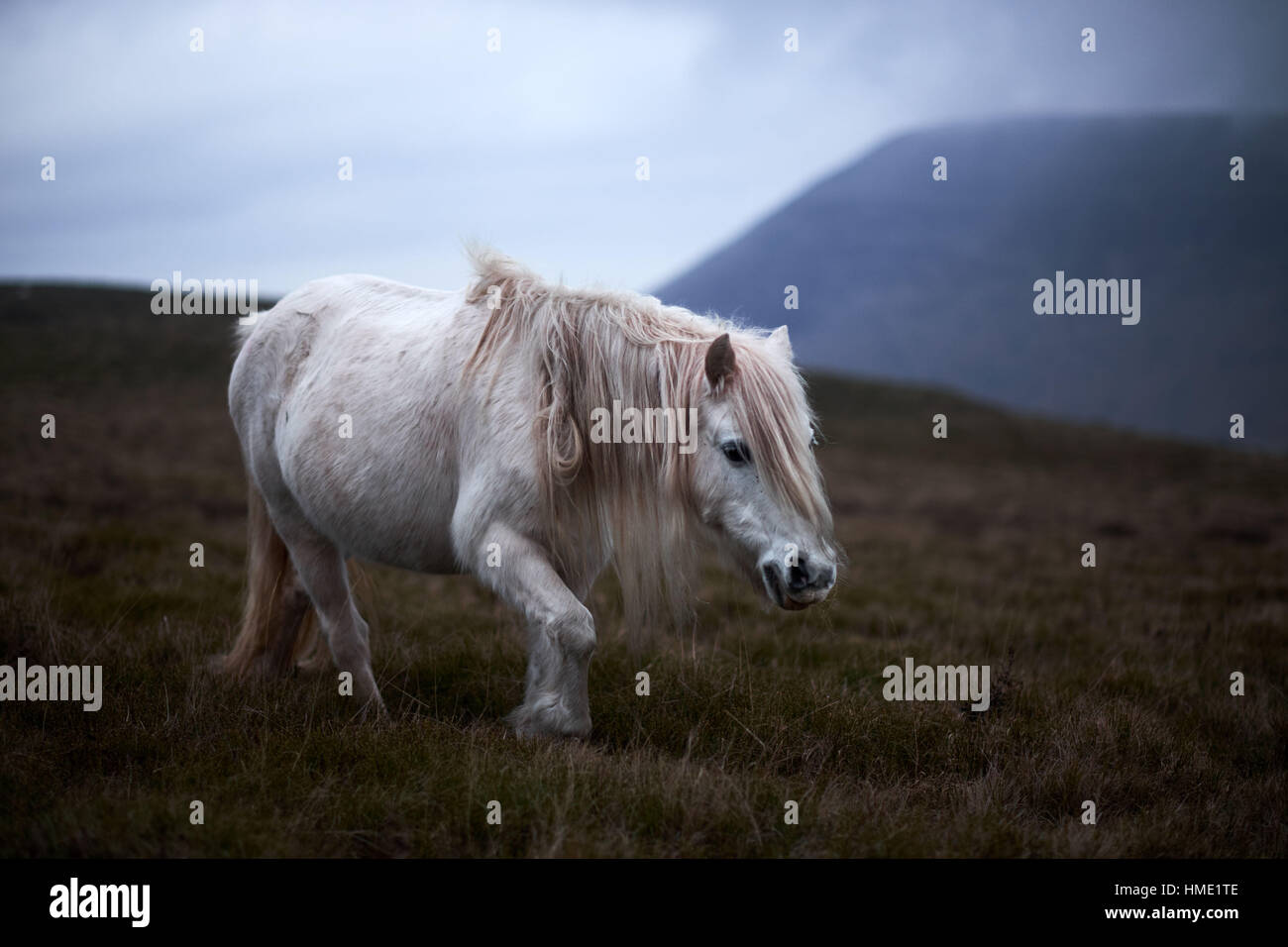 wilden weißen Pferd an einem Berghang Walisisch Stockfoto