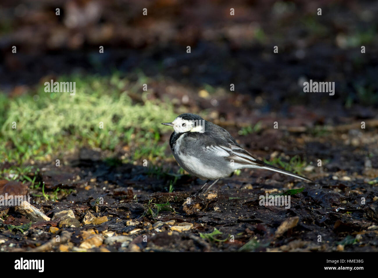 Trauerschnäpper Bachstelze (Motacilla Alba) Jagd nach Nahrung. Stockfoto