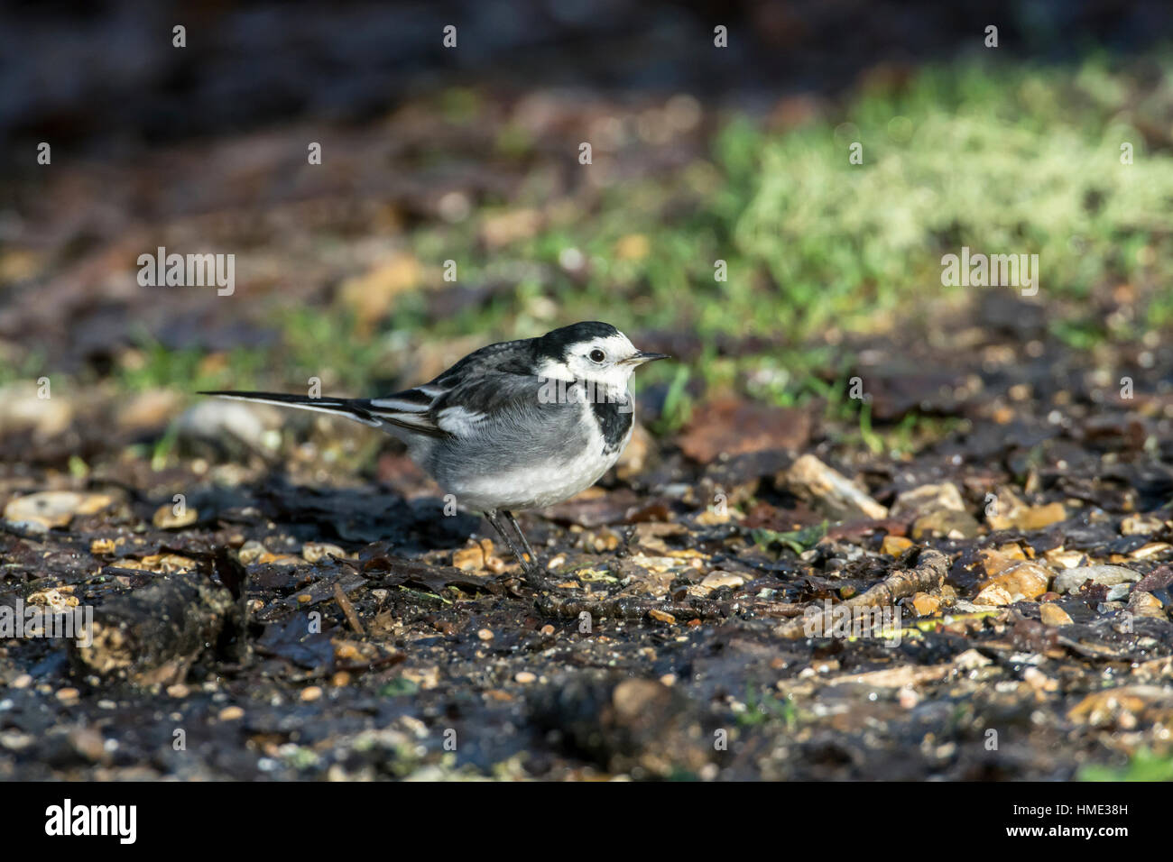 Trauerschnäpper Bachstelze (Motacilla Alba) Jagd nach Nahrung. Stockfoto