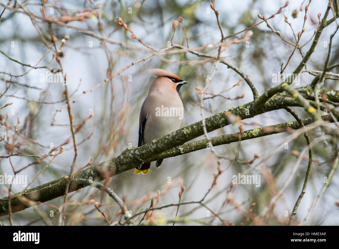 Seidenschwanz (Bombycilla Garrulus) Stockfoto