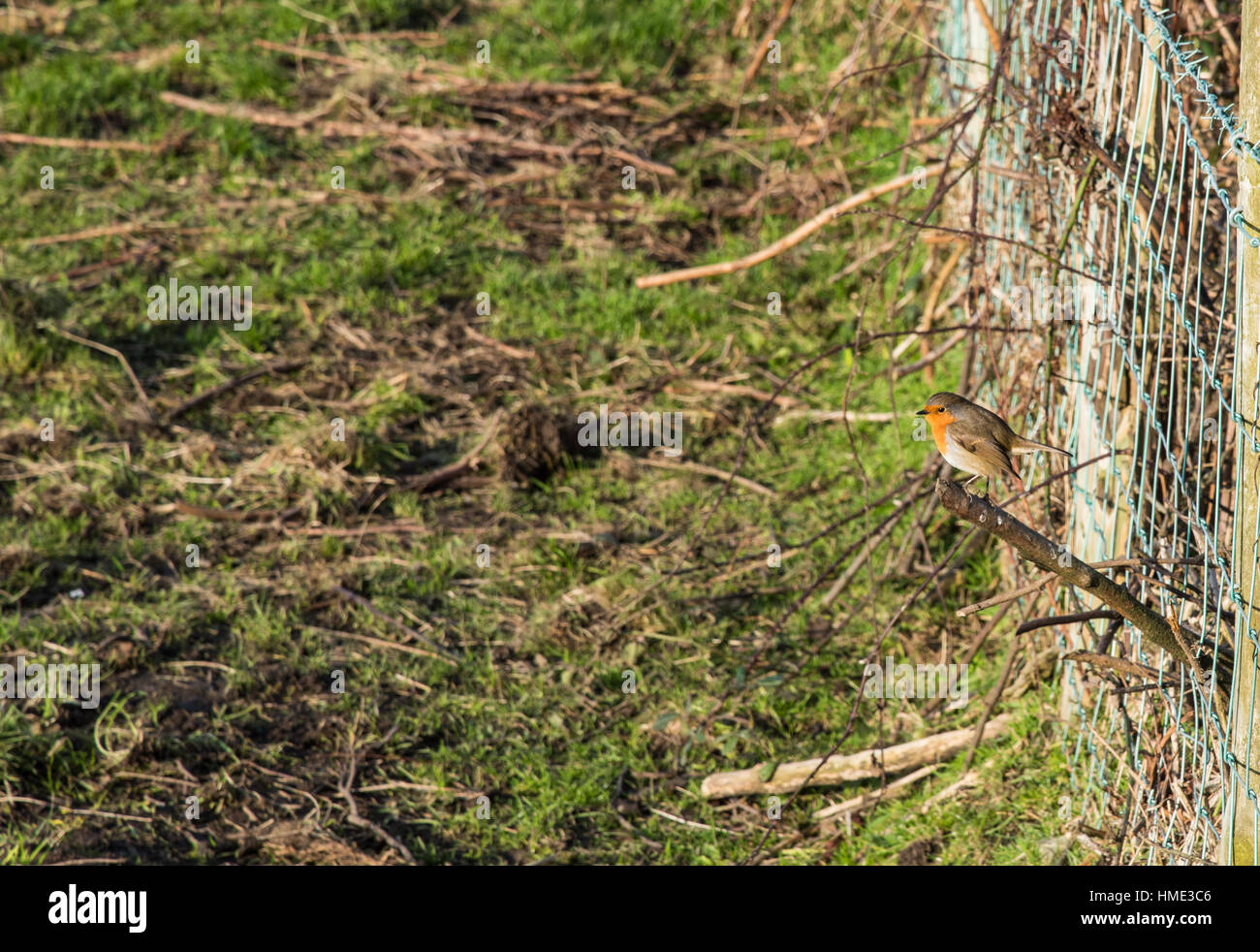 Robin am Zweig. Stockfoto