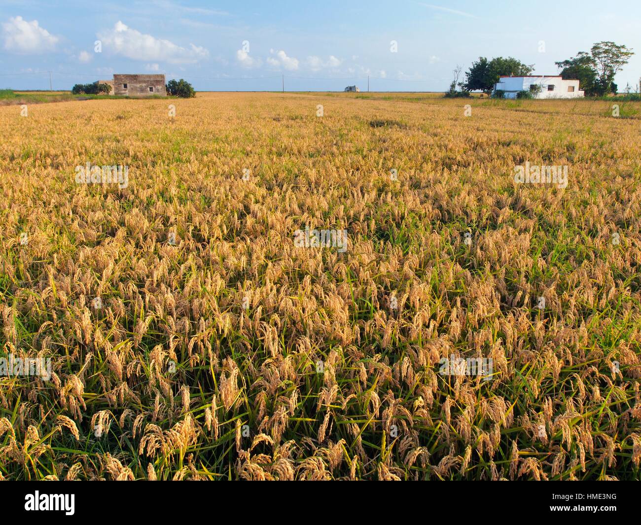 Reifen Sie Reisfeld reif für die Ernte. Ebro Fluss Delta Naturpark, Tarragona Provinz, Katalonien, Spanien. Stockfoto