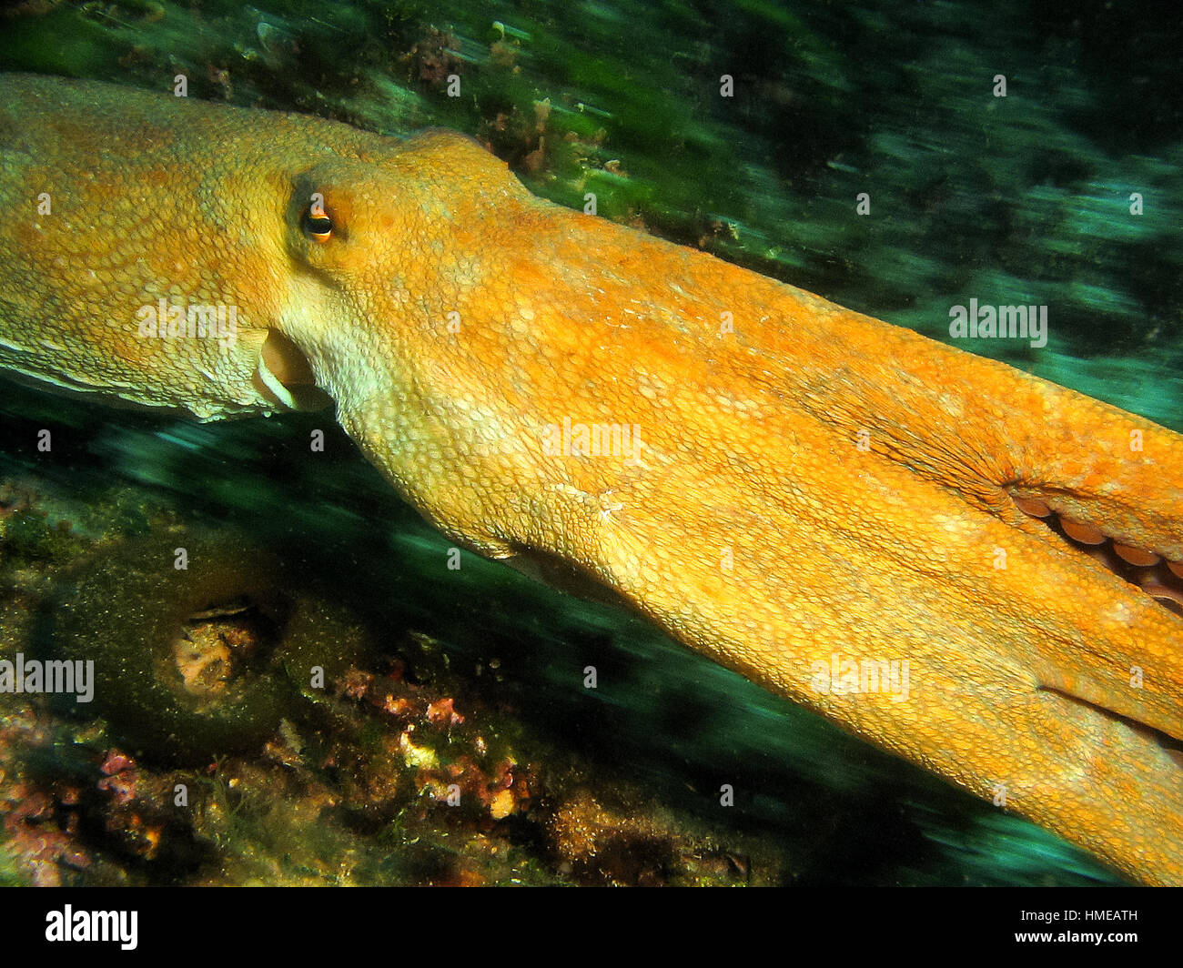 Giant Octopus Vulgaris im Schwimmen Schwenkbewegungen. Natürlichen Lebensraum im Mittelmeer - Adriuatic Meer vor der Küste von Kroatien Stockfoto