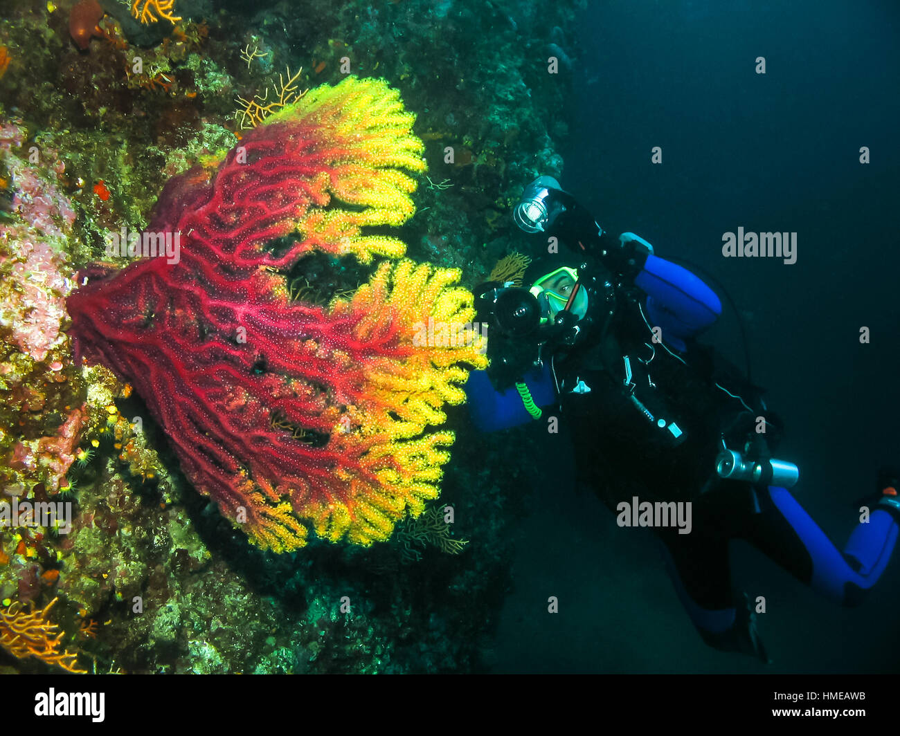 Unterwasser-Fotograf nimmt ein Bild von einer Koralle. Seascape Natur ambient Schuss Scuba Aktivität und Tierwelt. Aktiver Urlaub und Natur er- Stockfoto