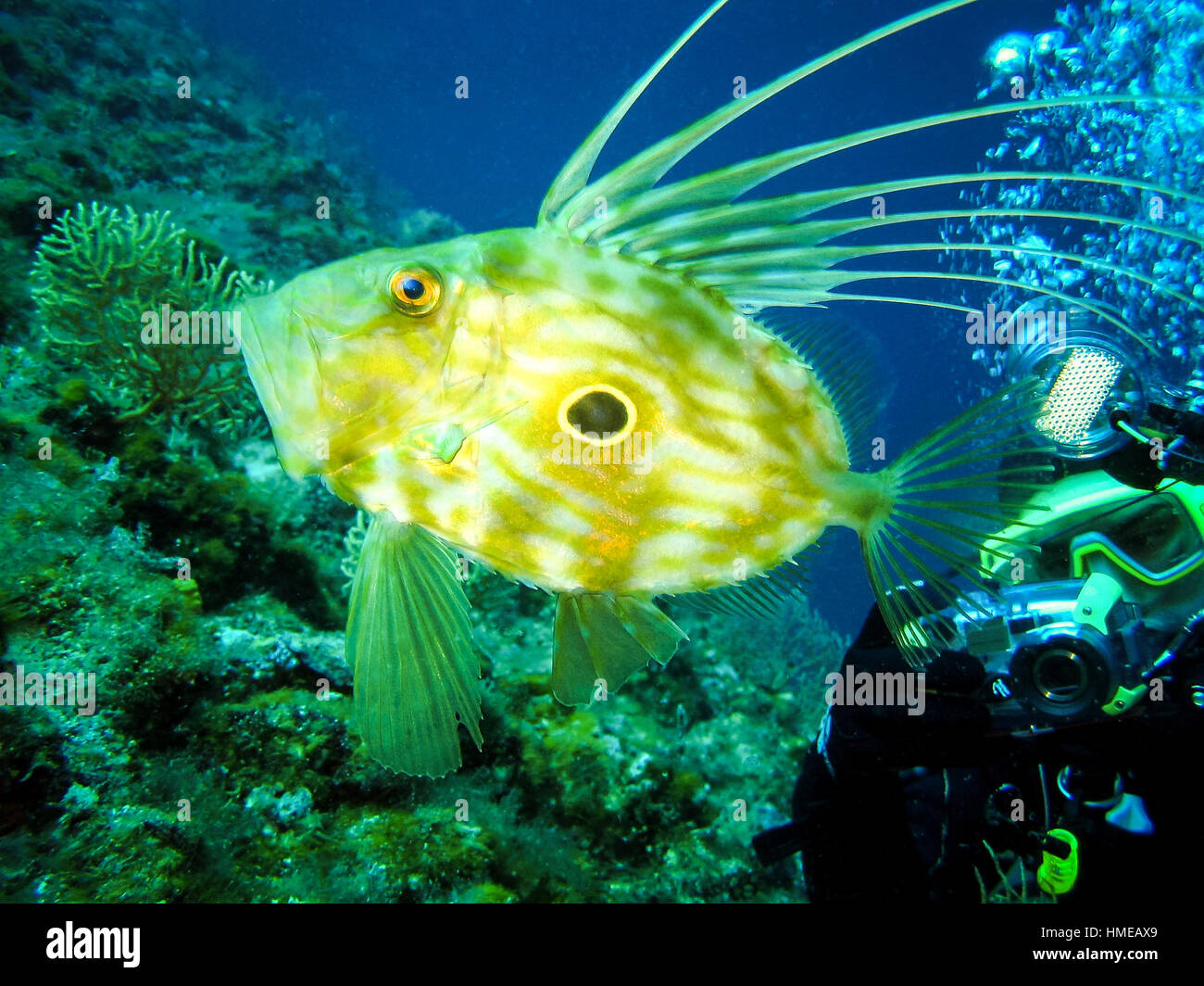Unterwasser-Fotografen nimmt ein Bild des Zeus Faber - Petersfisch, St-Pierre oder Peter Fisch im natürlichen Lebensraum in Adria Kroatien. Seascape n Stockfoto