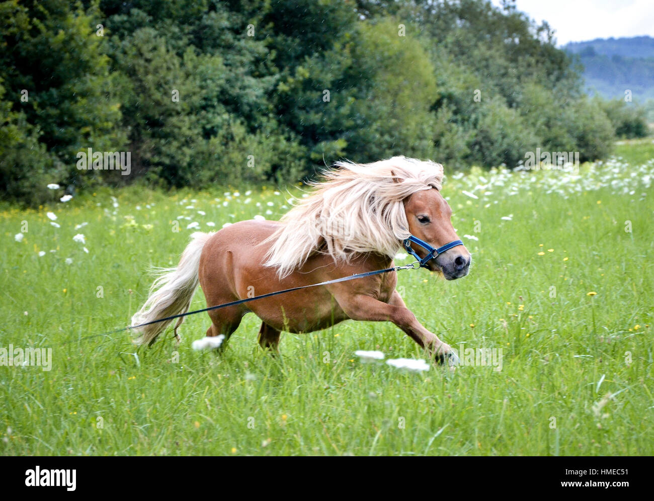 Pony Pferd an der Leine ist auf der Wiese galoppieren. Norwegische Shetlandpony übt auf dem grünen Rasen mit Wald im Hintergrund. Tier in der Natur Stockfoto