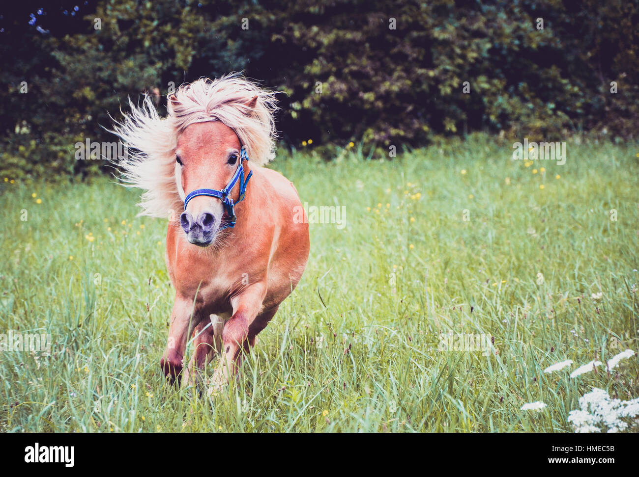 Pony Pferd an der Leine ist auf der Wiese galoppieren. Norwegische Shetlandpony übt auf dem grünen Rasen mit Wald im Hintergrund. Tier in der Natur Stockfoto