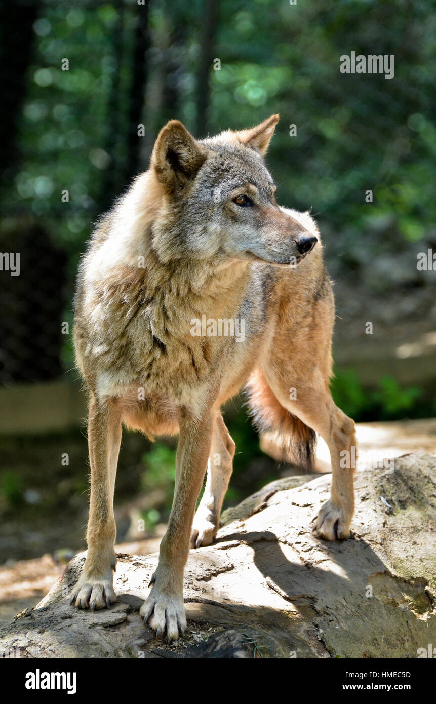 Grauer Wolf - Canis Lupus stehend auf einem Baumstamm Stockfoto