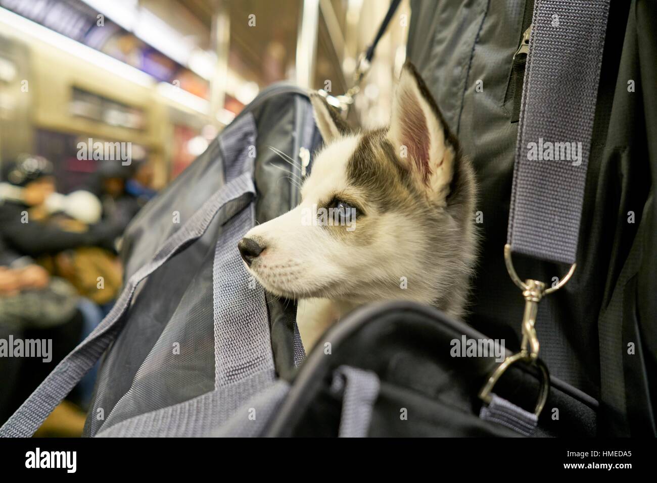 Eine schöne husky Welpen Hund in der Tasche seines Besitzers. New Yorker U- Bahn, USA Stockfotografie - Alamy