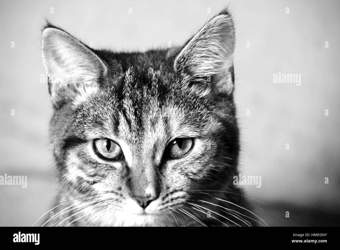 Schwarz-weiß-Porträt einer Katze mit weißem Hintergrund jedoch unscharf Stockfoto