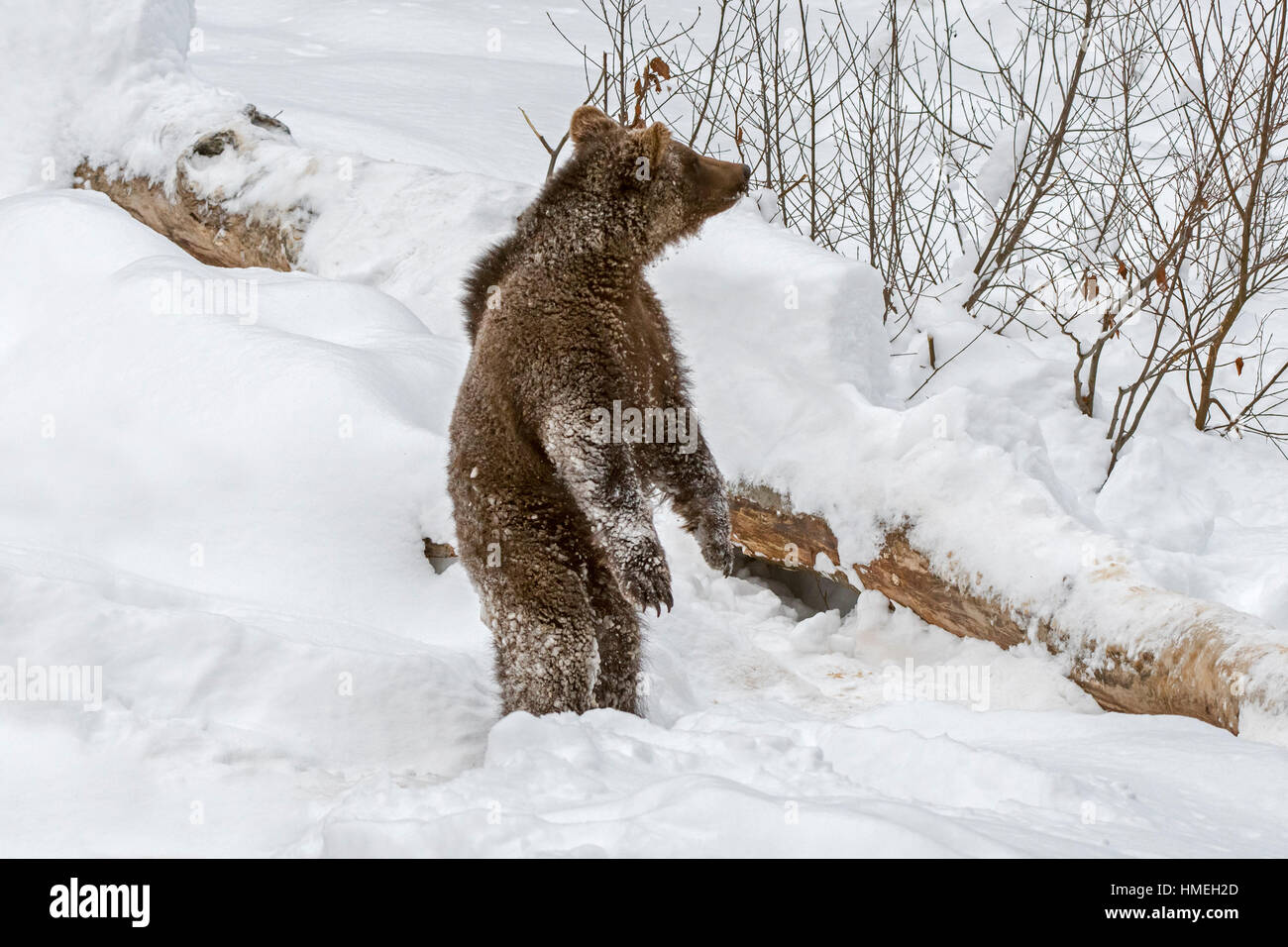 Neugierig ein Jahr alt Braunbär (Ursus Arctos Arctos) Cub aufrecht stehend auf seinen Hinterbeinen in den Schnee im winter Stockfoto