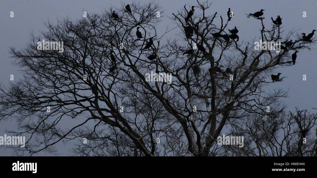 Kathmandu, Nepal. 2. Februar 2017. Zugvögel ruhen auf einem Baum abends am Taudaha See am Tag der World Wetlands Day in Kirtipur nahe der Hauptstadt Kathmandu, Nepal. Taudaha See ist Zwischenstation für zahlreiche Zugvogelarten. Welttag der Feuchtgebiete wird gefeiert, um Bewusstsein über die Bedeutung der kümmert sich um die Feuchtgebiete jährlich bringen. Bildnachweis: Archana Shrestha/Pacific Press/Alamy Live-Nachrichten Stockfoto