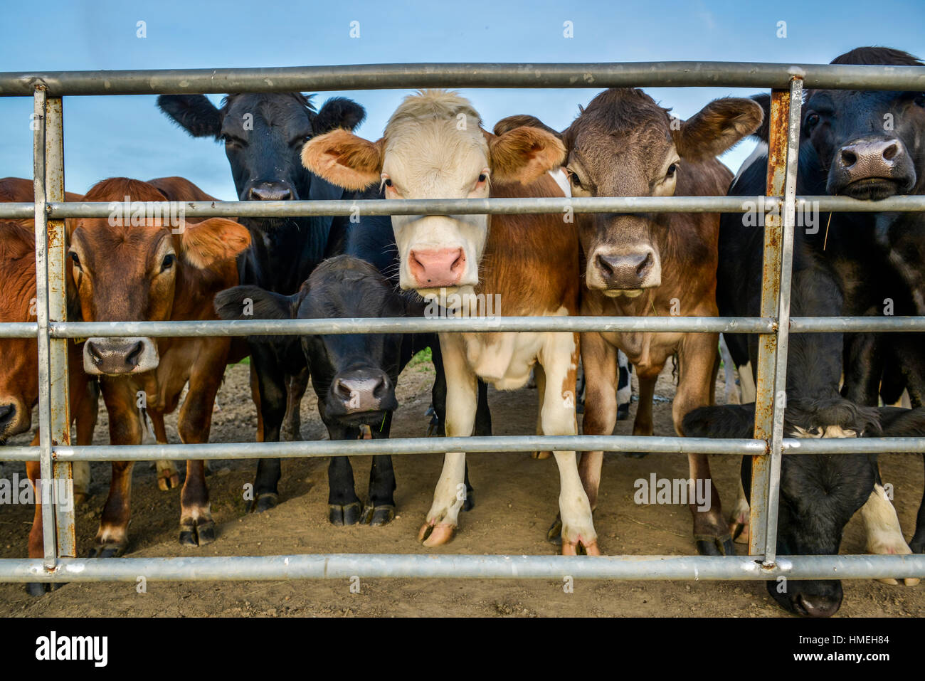 andere Farbe Kühe hinter einem Zaun Stockfoto
