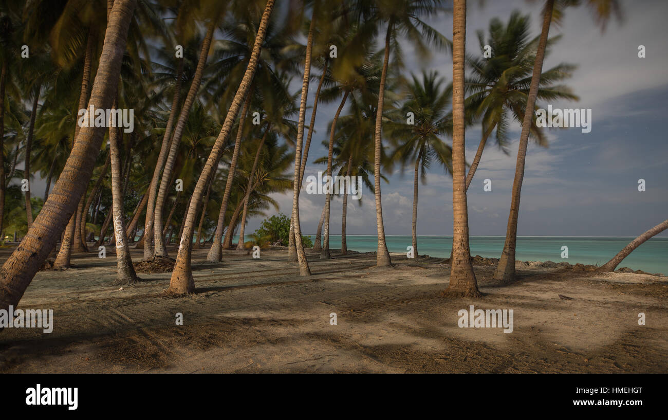 Landschaft der schönen Palm Grove in der Nähe des Meeres Stockfoto