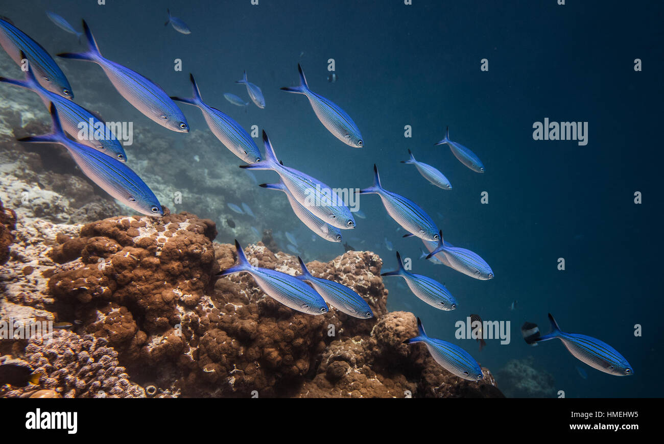 Herde der schönen Fische im Wasser des Indischen Ozeans Stockfoto