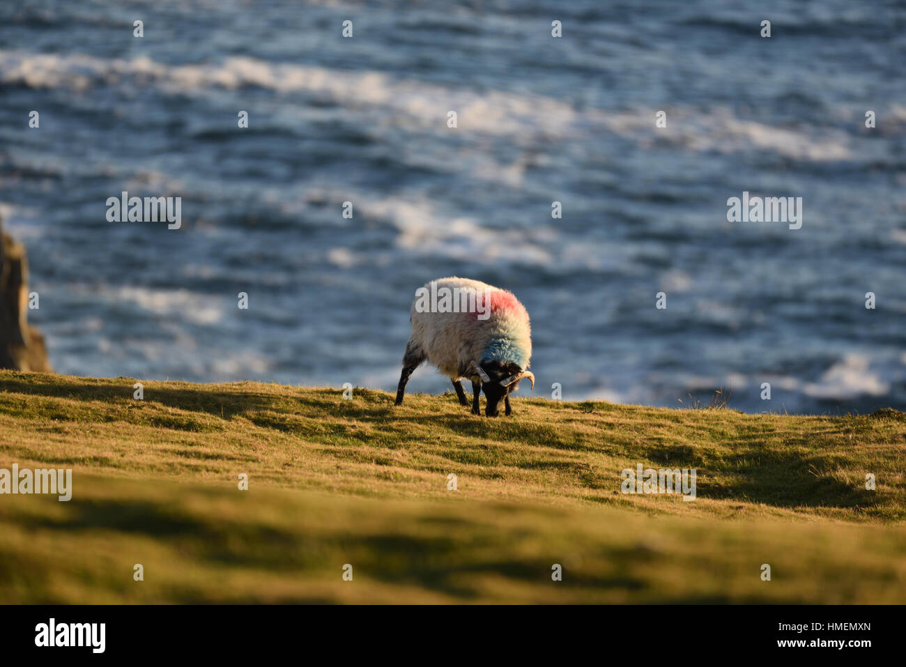 Schafbeweidung - Achill Island - Irland Stockfoto