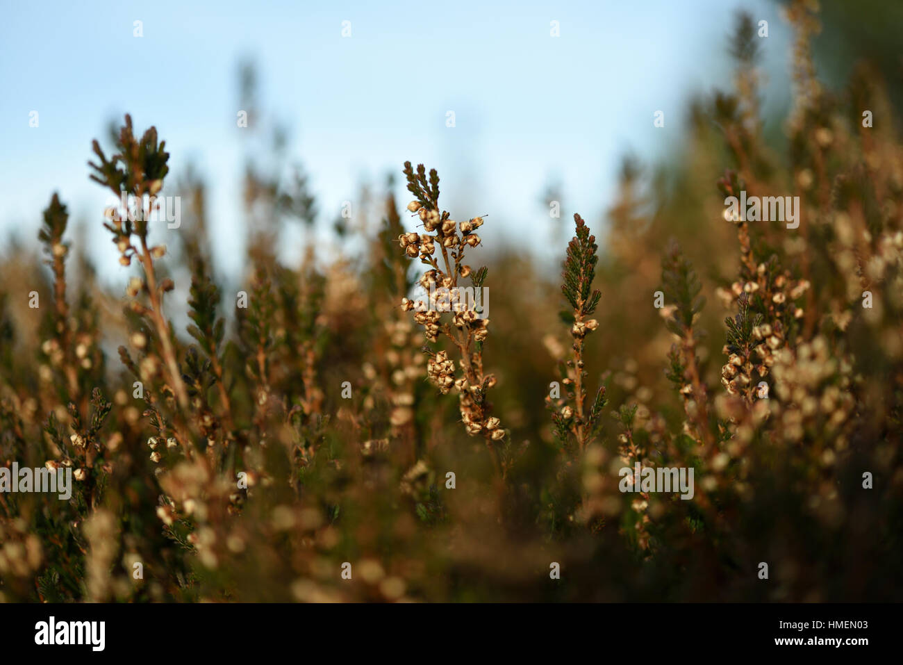 Winter-Heather in Wicklow Mountains - Irland Stockfoto