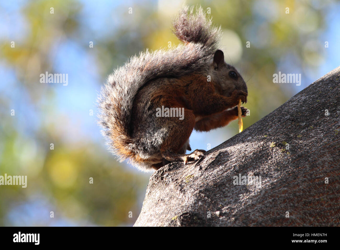 Liebenswert bunte Eichhörnchen frisst einen Snack in den Baumkronen Stockfoto