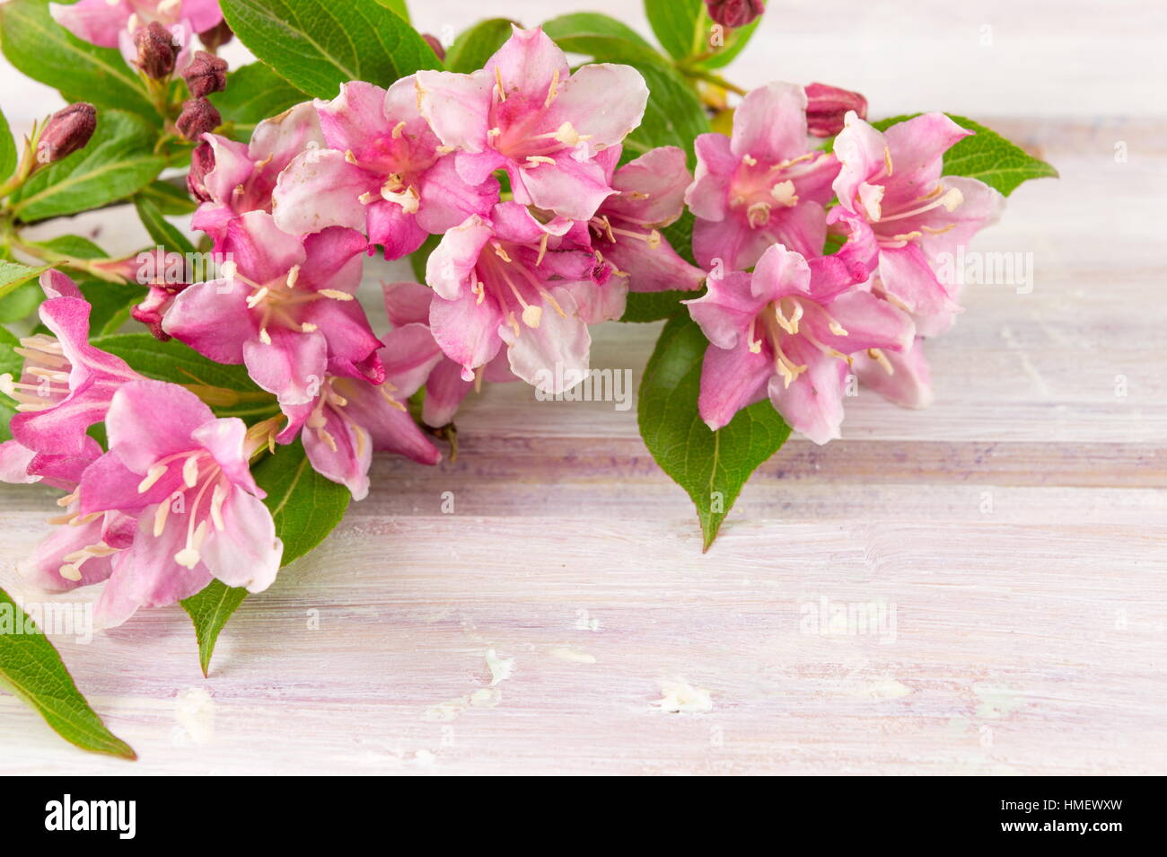 Weigela rosa Blumen blühen auf Holztisch Stockfoto