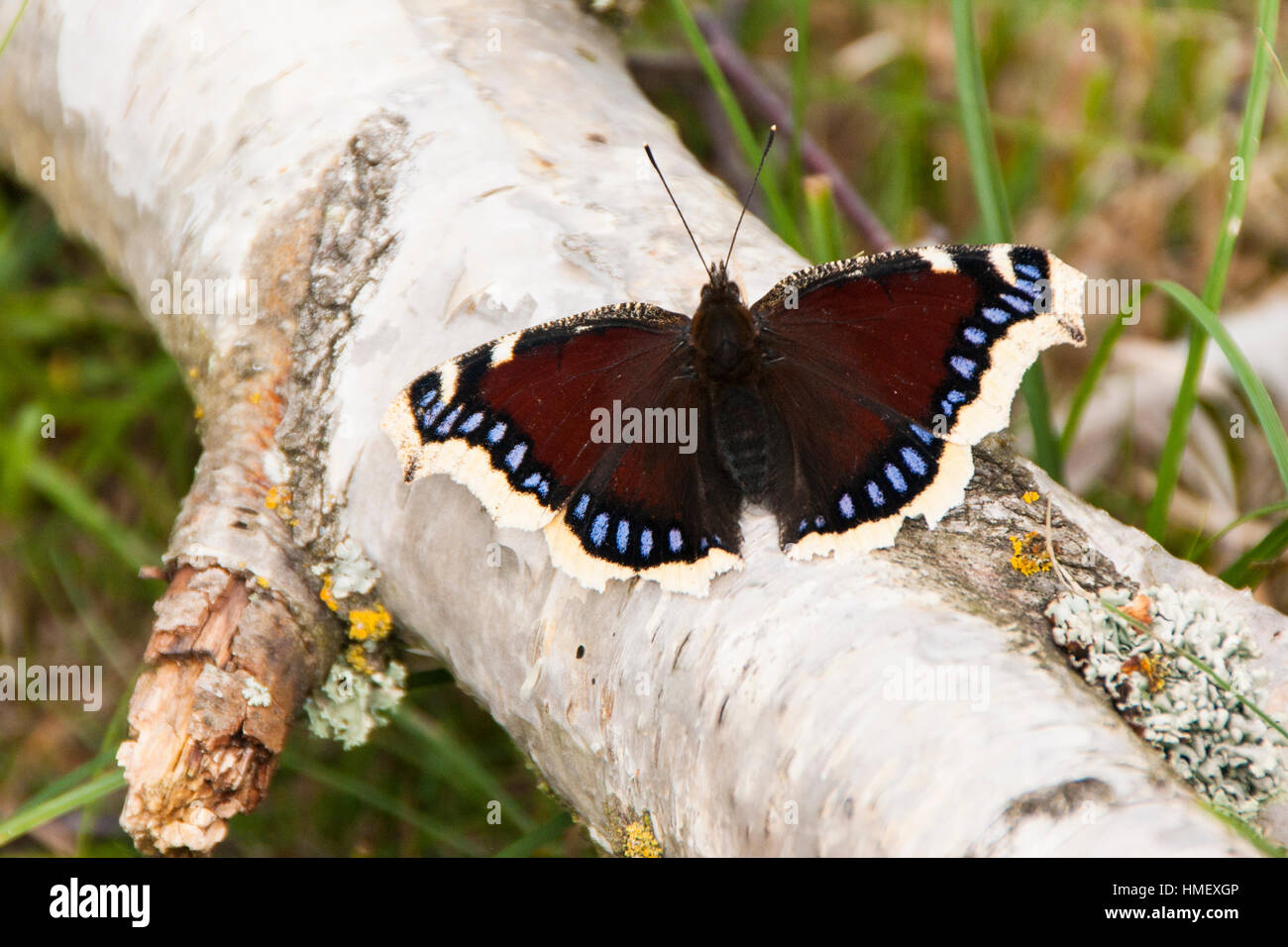 Camberwell Schönheit Schmetterling, Nymphalis Antiopa, sonnen sich auf einem gefallenen Birke Ast im Sonnenlicht mit offenen Flügeln Stockfoto