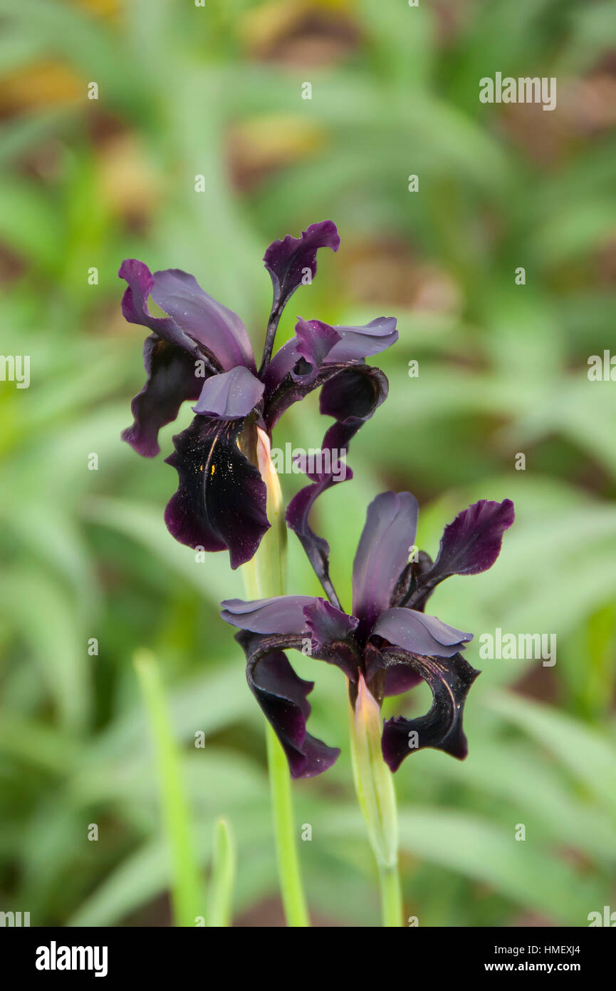 Schwarze iris blumen Fotos und Bildmaterial in hoher Auflösung Alamy