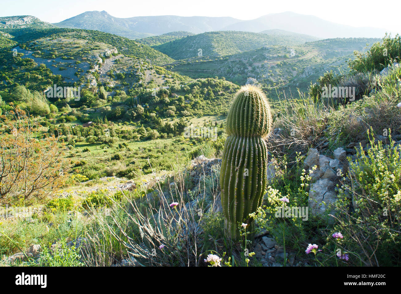 Frankreich, Sentiers Botaniques de Foncaude, einen Garten in der Garrigue, mediterrane Vegetation mit Neobuxbaumia Polylopha vorne Stockfoto