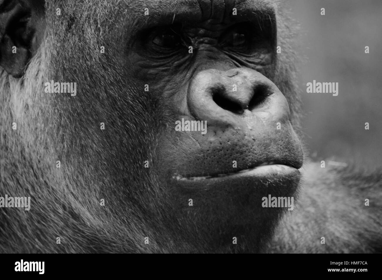 Gesicht der westlichen Flachlandgorilla Stockfoto