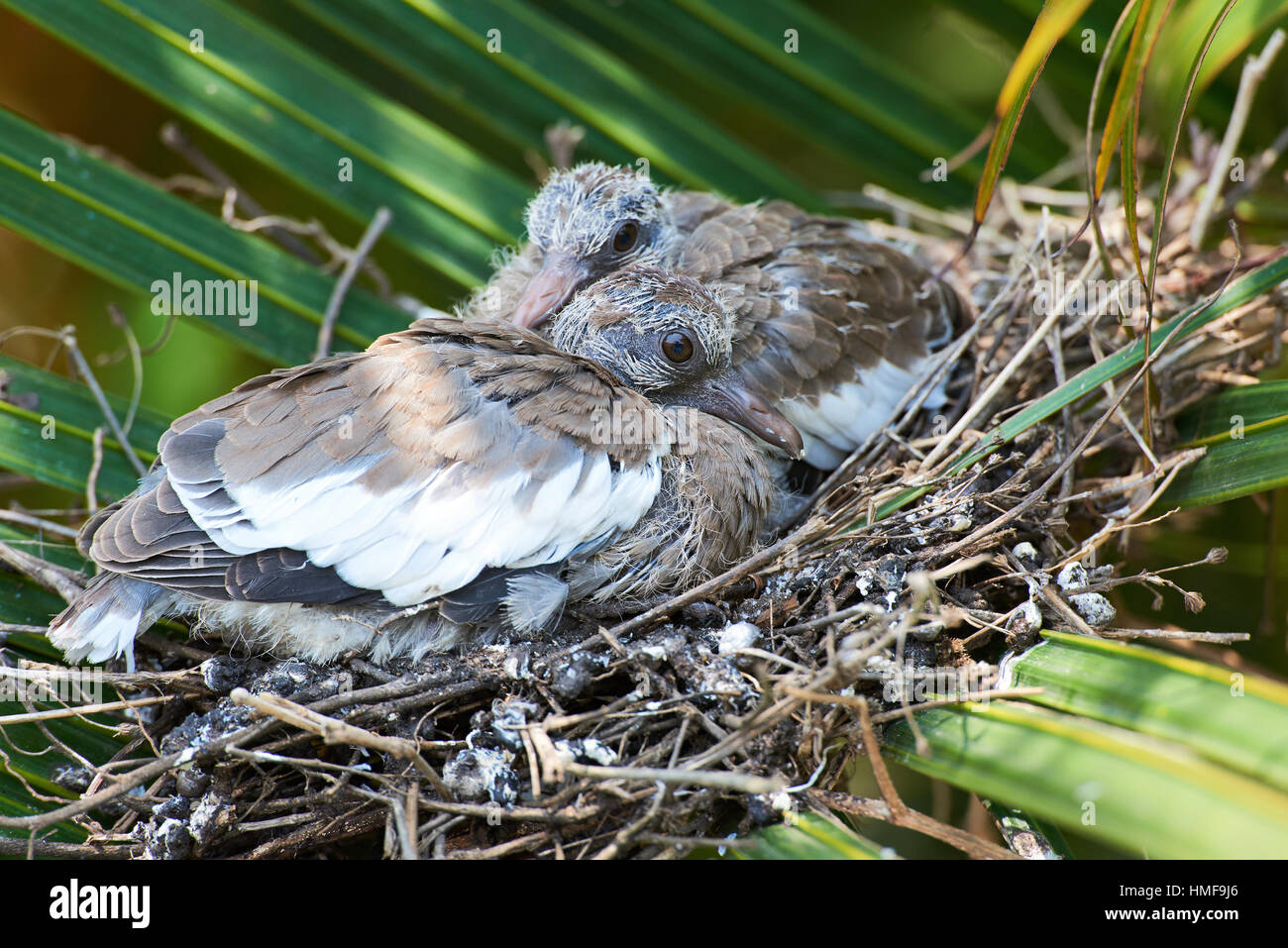 zwei Küken von weißen Flügel Taube im Baum nest Stockfoto