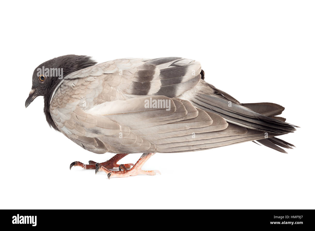 Taube Taube Vogel hautnah auf weißem Hintergrund schön Schönheit Tier Geflügel Stockfoto