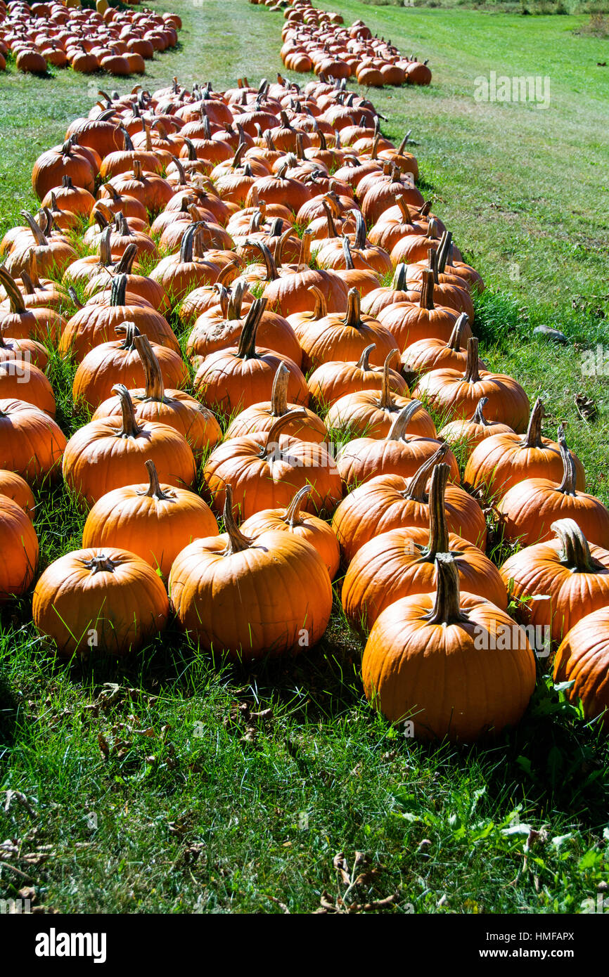 Kürbis in Maine. Hallowen Stockfoto